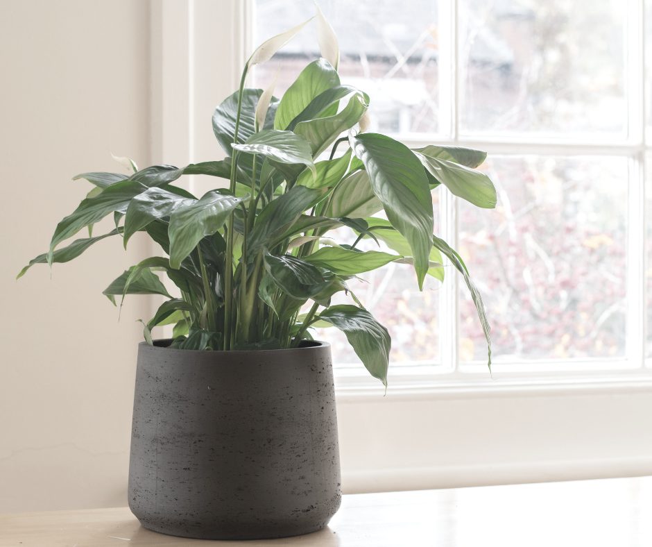 Personne arrosant un lis de la paix avec un arrosoir