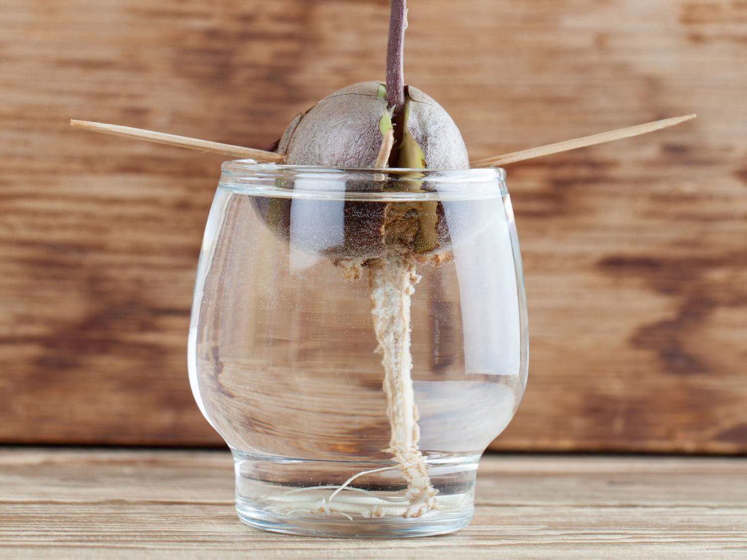 Noyau d'avocat suspendu par des cure-dents au-dessus d'un verre d'eau