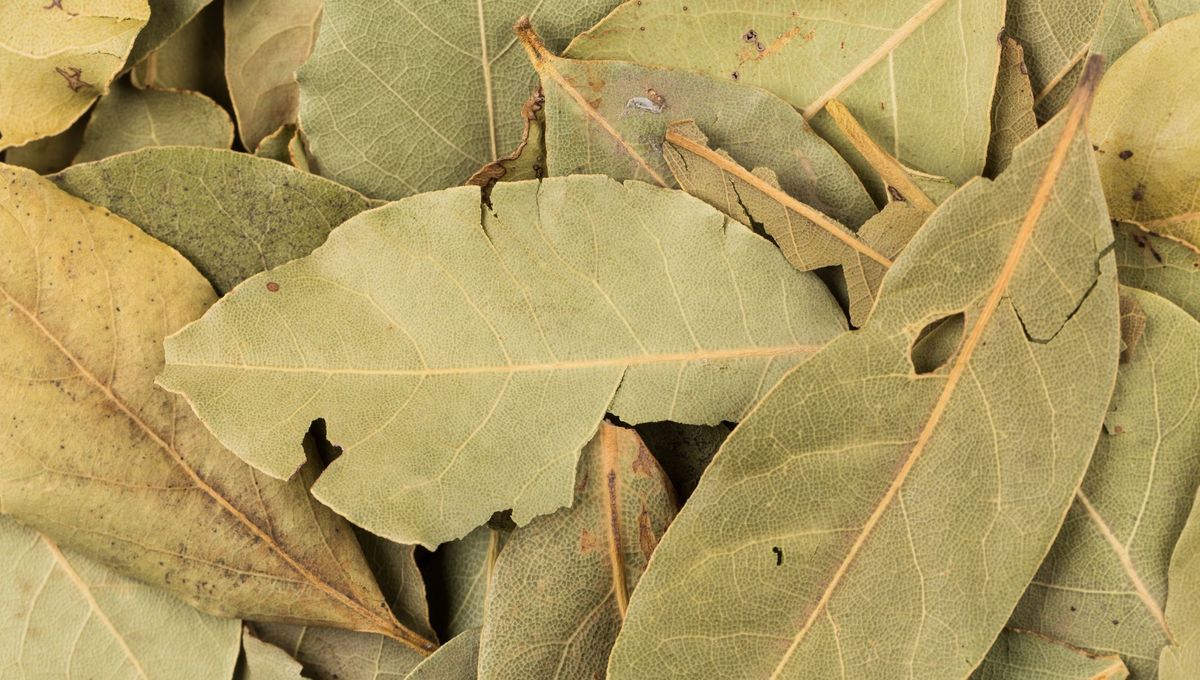 Feuilles de laurier fraîches, prêtes à être utilisées en cuisine ou en infusion