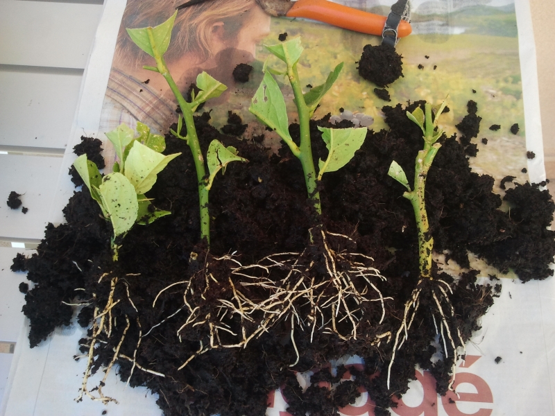 Jeune plant de citronnier en pot pr&ecirc;t &agrave; &ecirc;tre transplant&eacute;