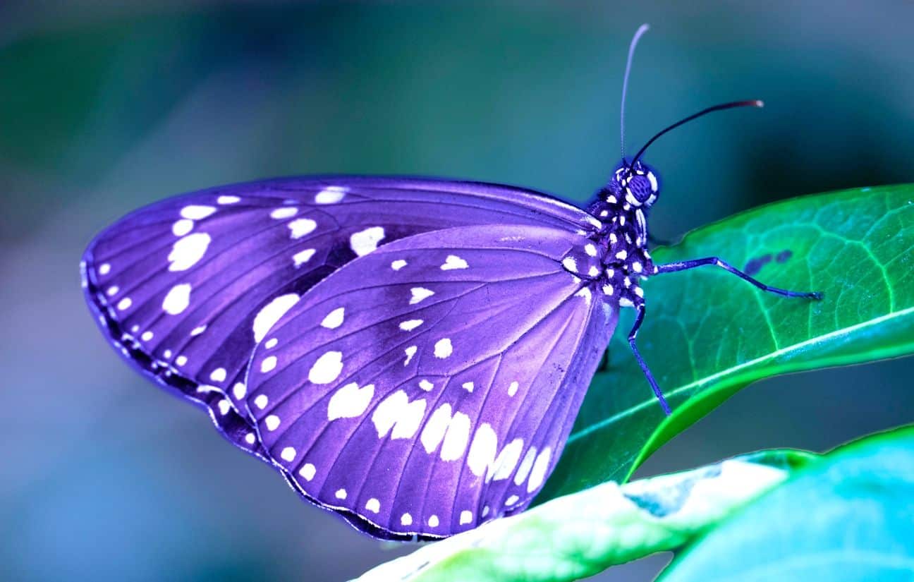 Papillons multicolores illustrant l'équilibre thermodynamique