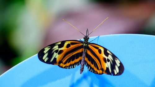 Papillon multicolore butinant une fleur