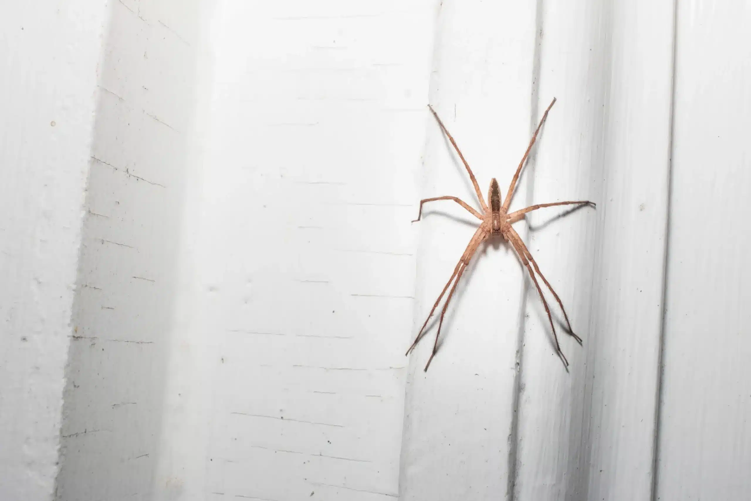 Araignée sur un mur intérieur