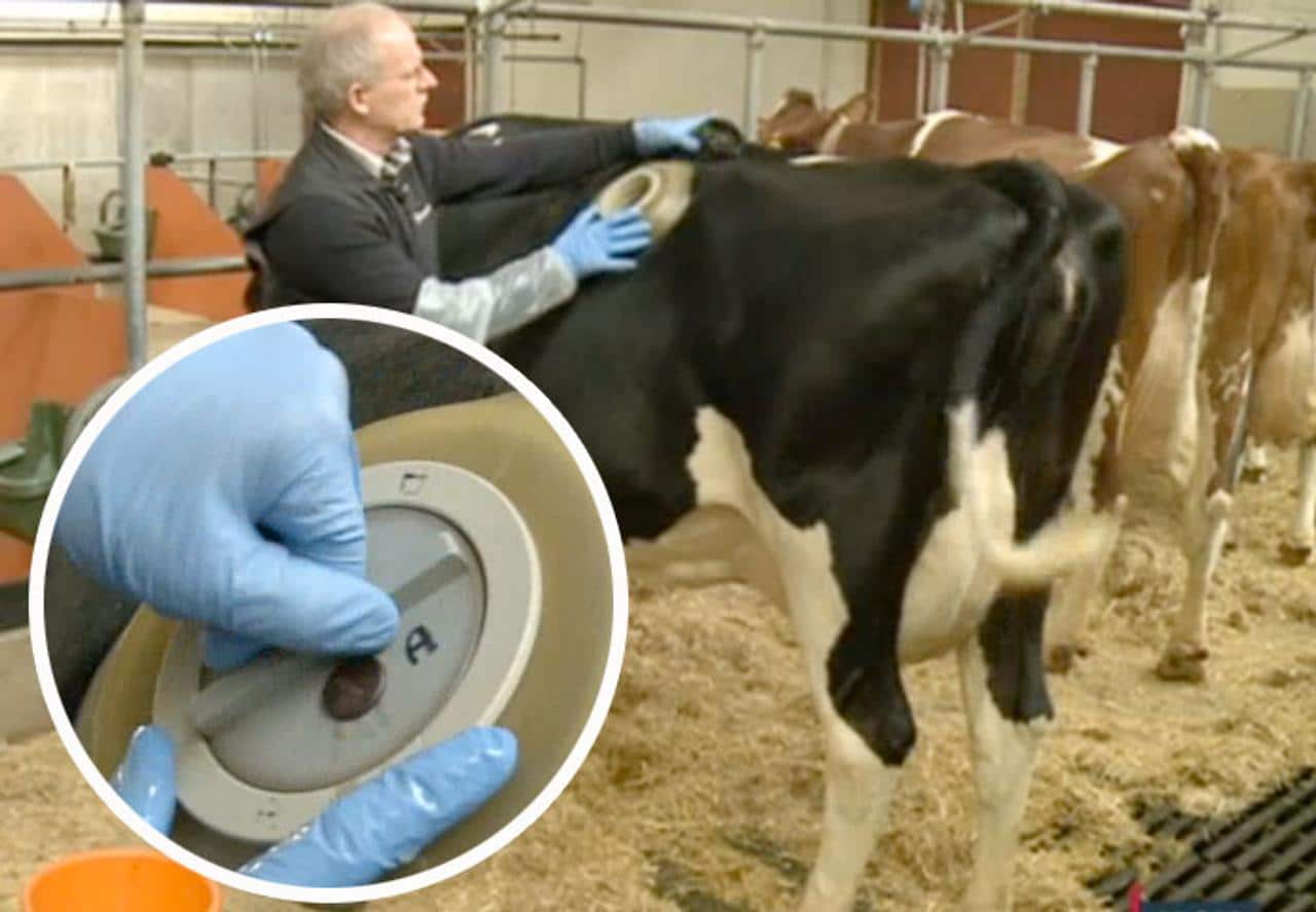 Vache équipée d'une fistule ruminale