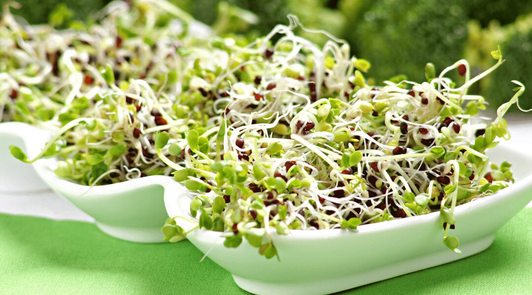 Pousses de brocoli fraîches