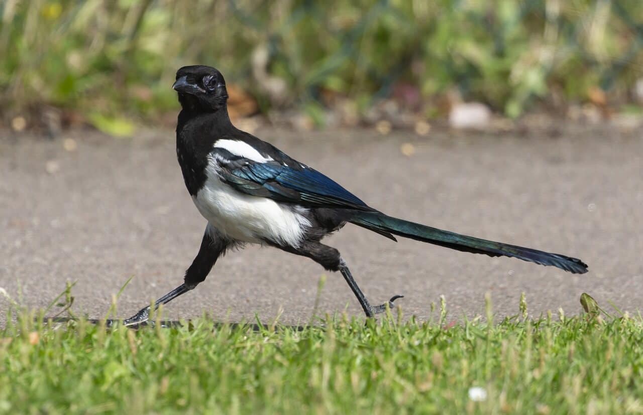 Une pie posée sur une branche, son plumage noir et blanc brillant sous le soleil