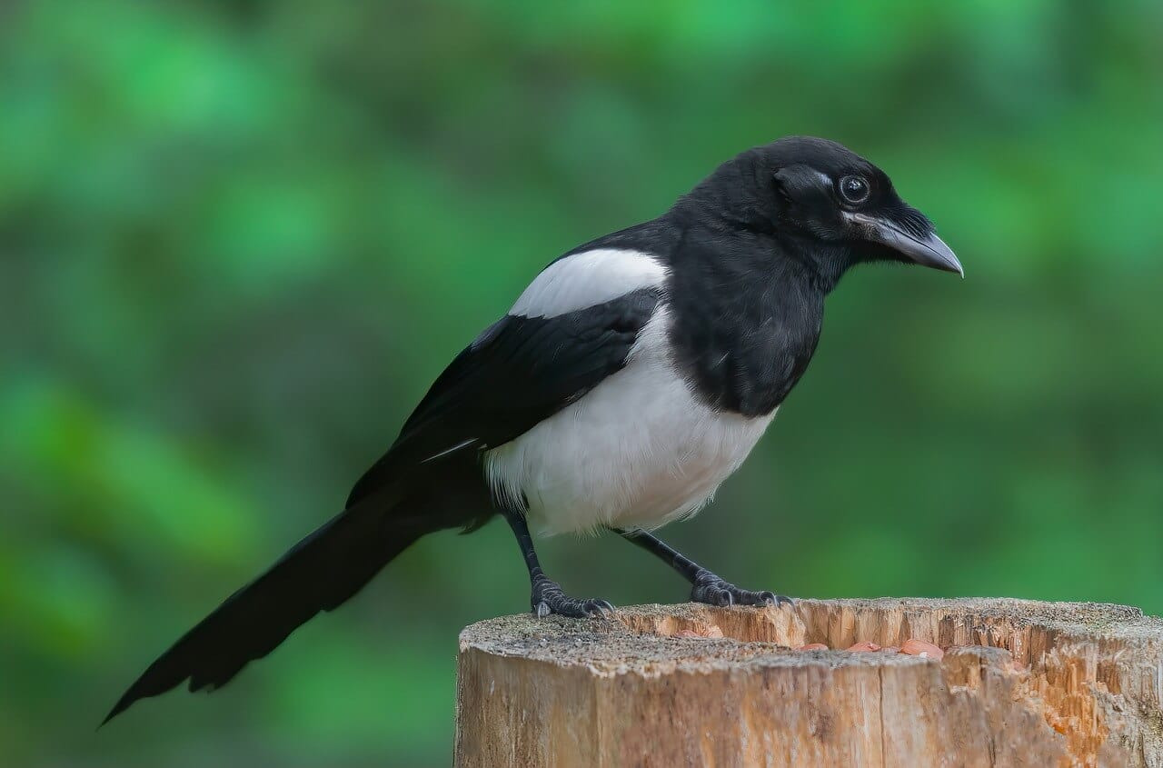 Une pie en vol, ses ailes déployées dans un paysage naturel
