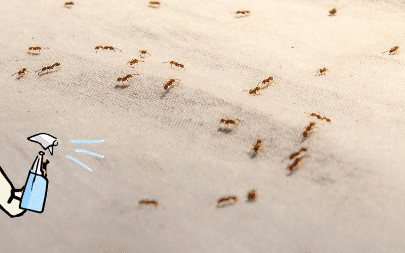 Différents répulsifs naturels contre les fourmis