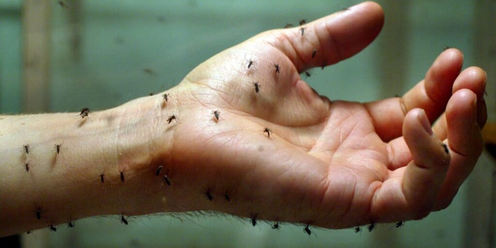 Astuces naturelles contre les moustiques