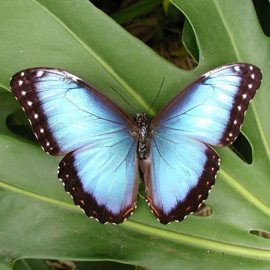 Magnifique papillon bleu posé sur une feuille