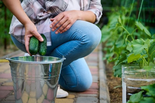 Jardinier récoltant des concombres dans un seau métallique