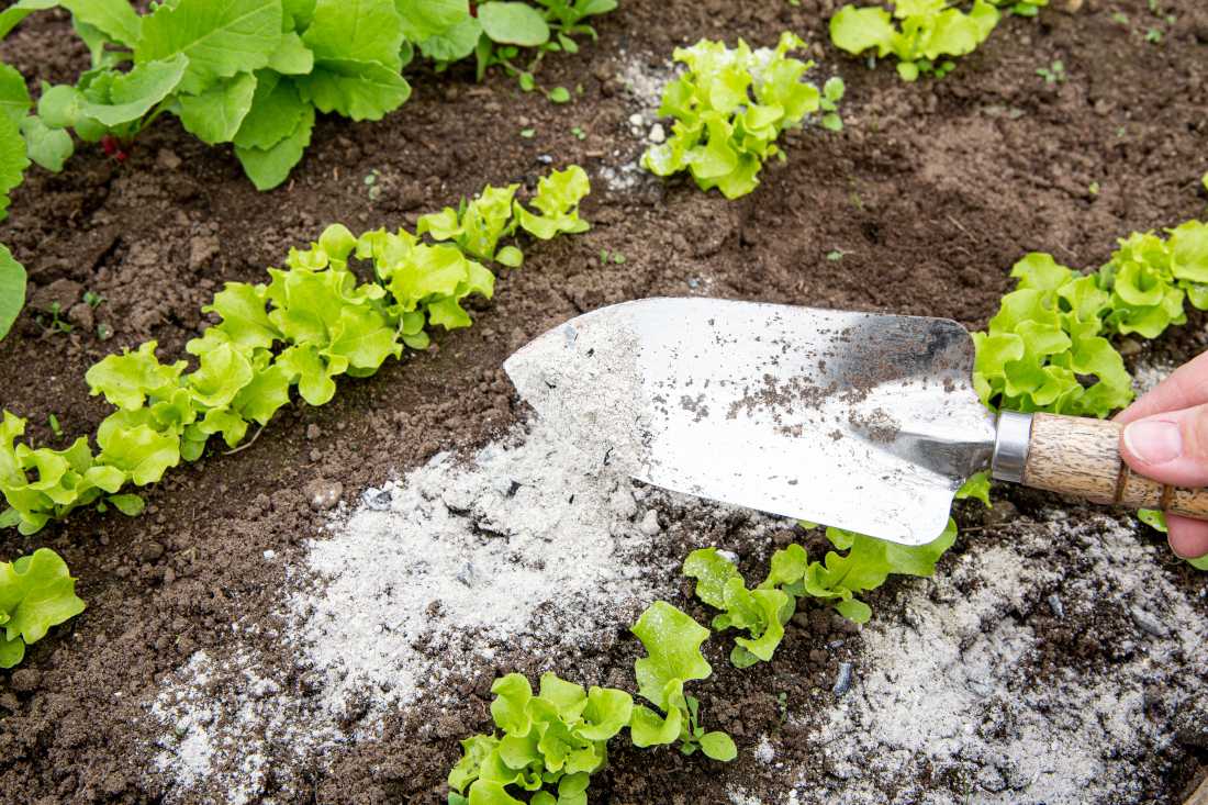 Utilisation de la terre de diatomée au jardin