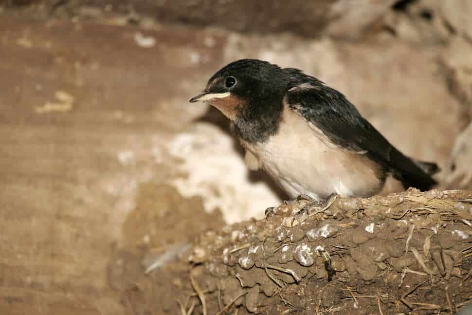 Hirondelle en vol