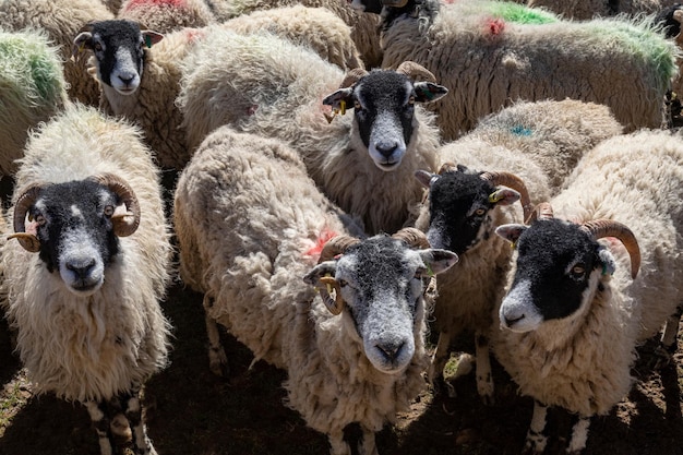 Troupeau de moutons dans le Yorkshire