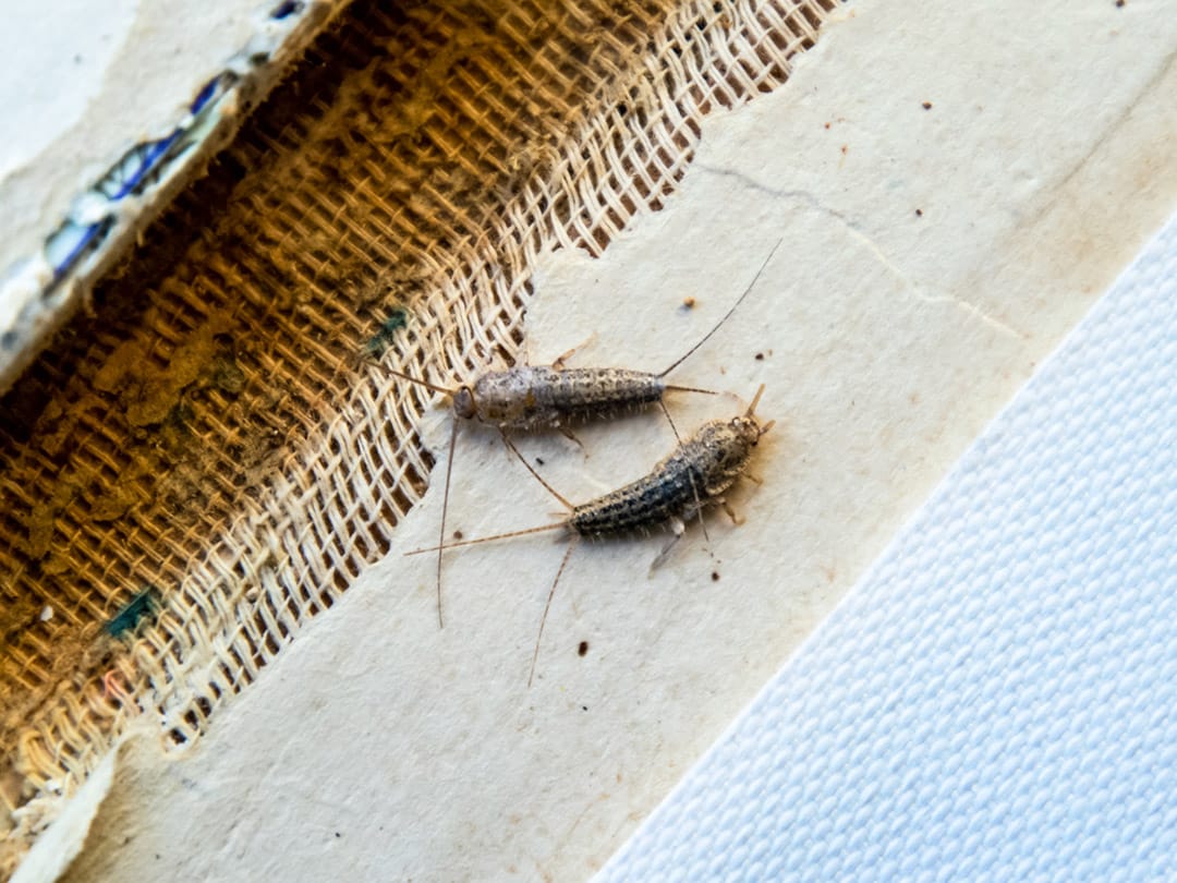 Infestation de poissons d'argent dans une maison