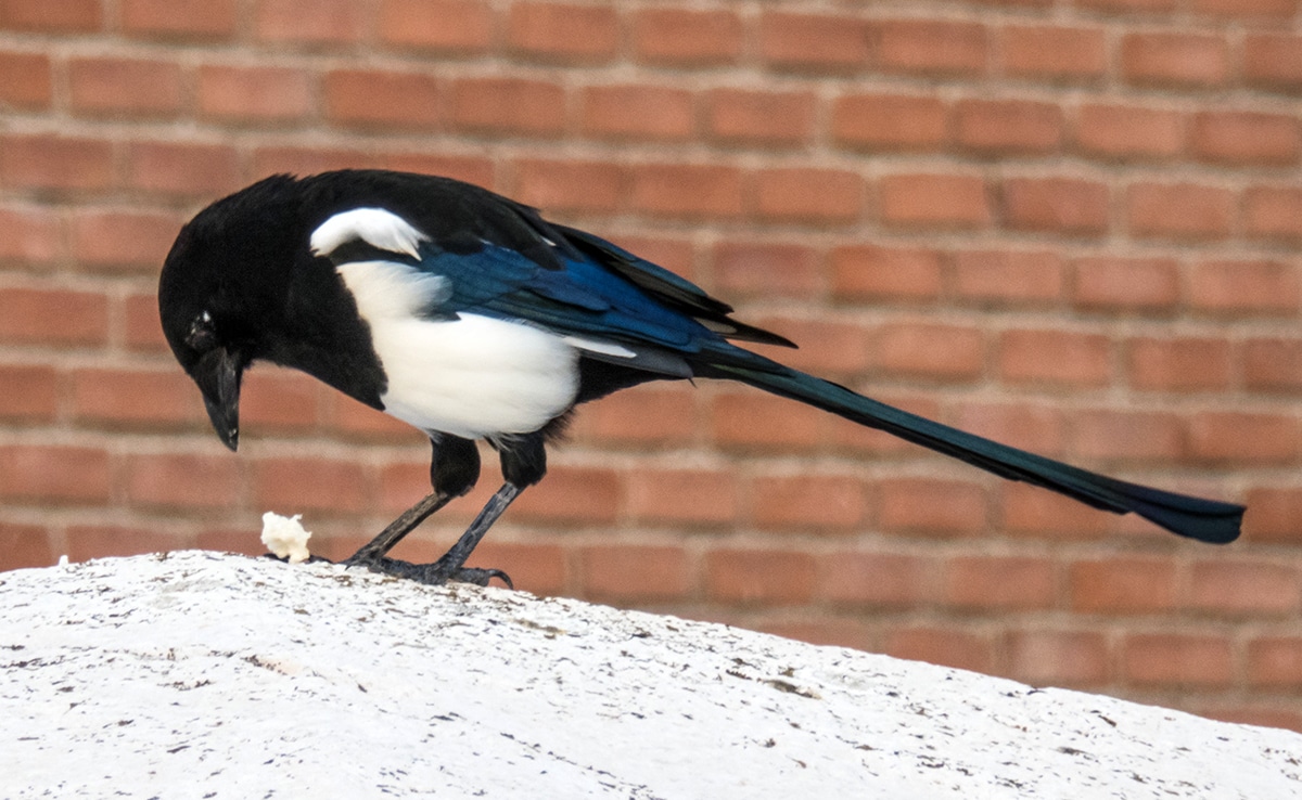 Une pie cherchant sa nourriture dans l'herbe