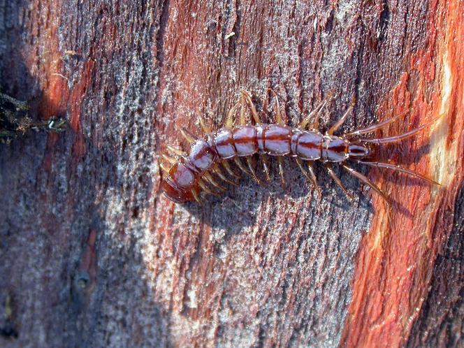 Gros plan sur un mille-pattes inoffensif commun en France