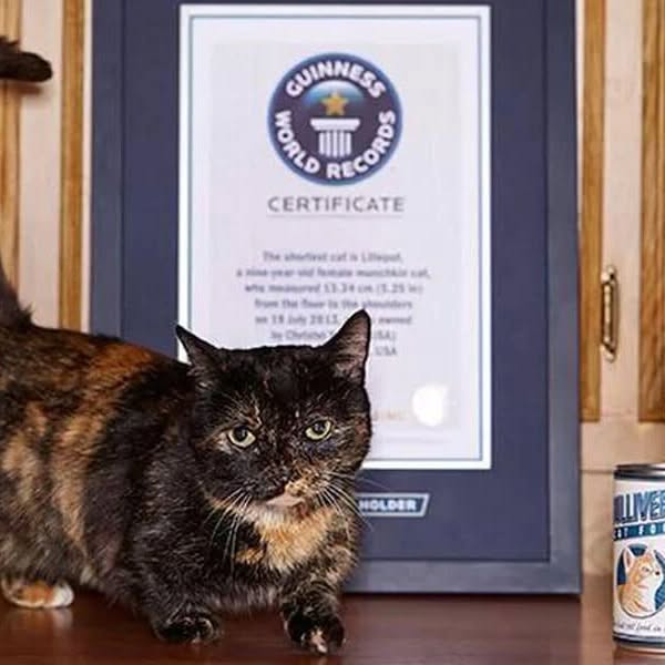 Portrait de Creme Puff, la chatte doyenne