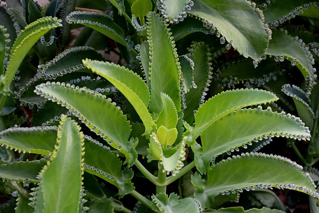 Kalanchoe pinnata en pot