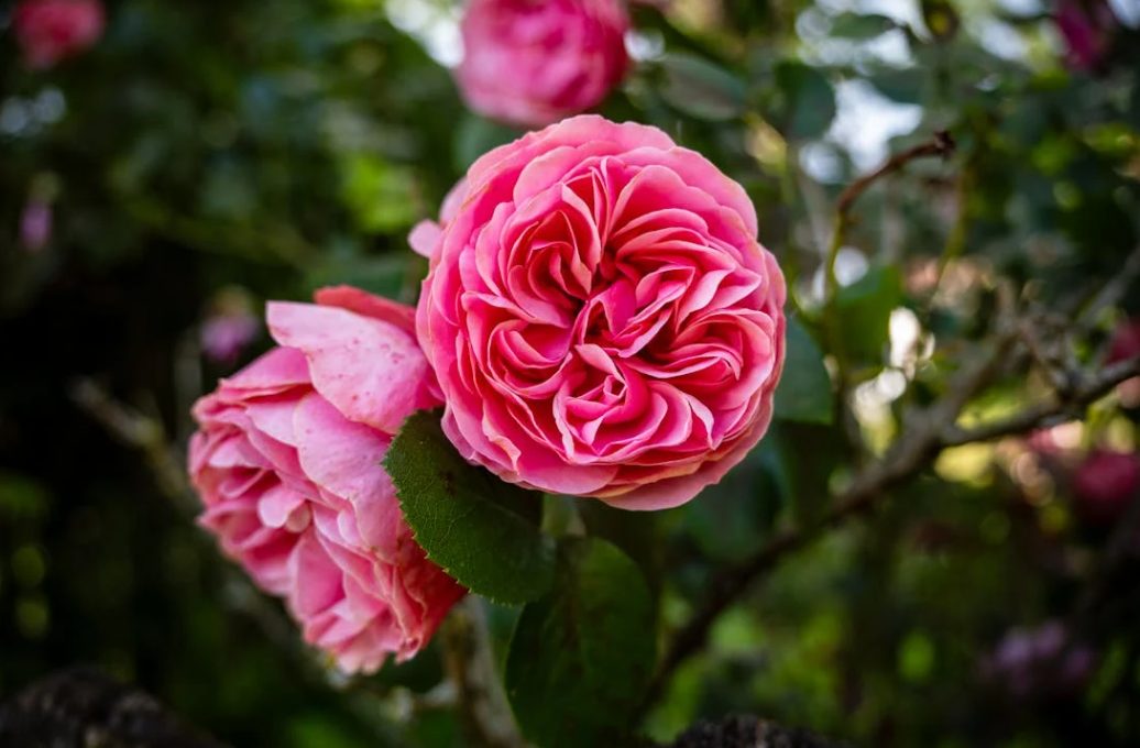 Main tenant un s&eacute;cateur, en train de tailler une rose fan&eacute;e sur un rosier