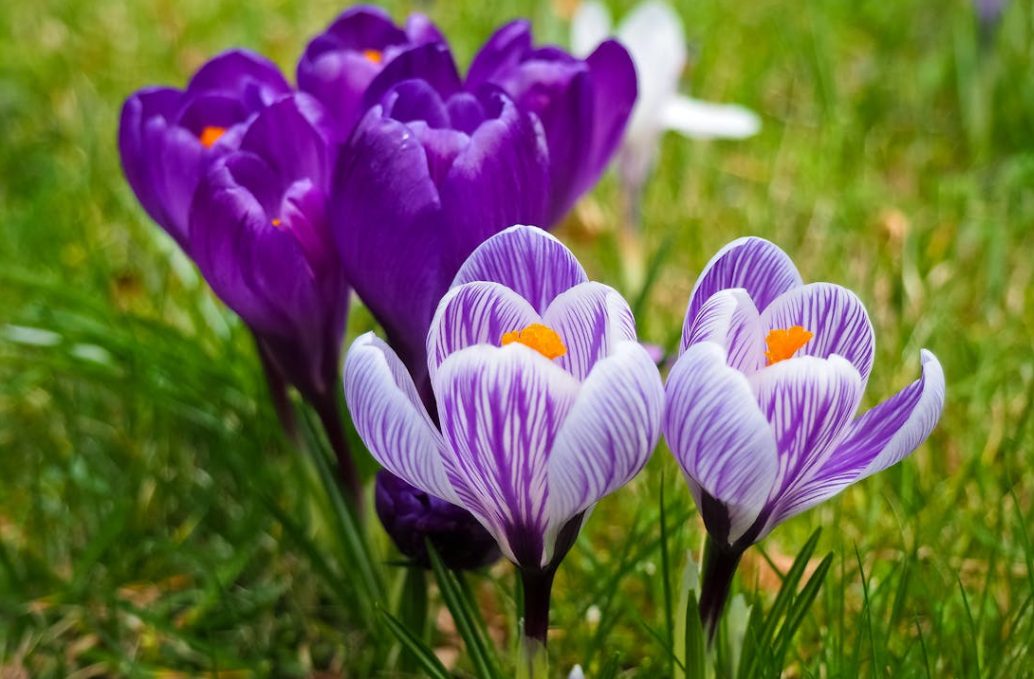 Crocus printanier perçant la neige