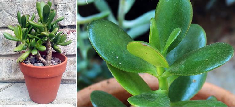 Crassula arborescente, un petit arbre aux feuilles charnues