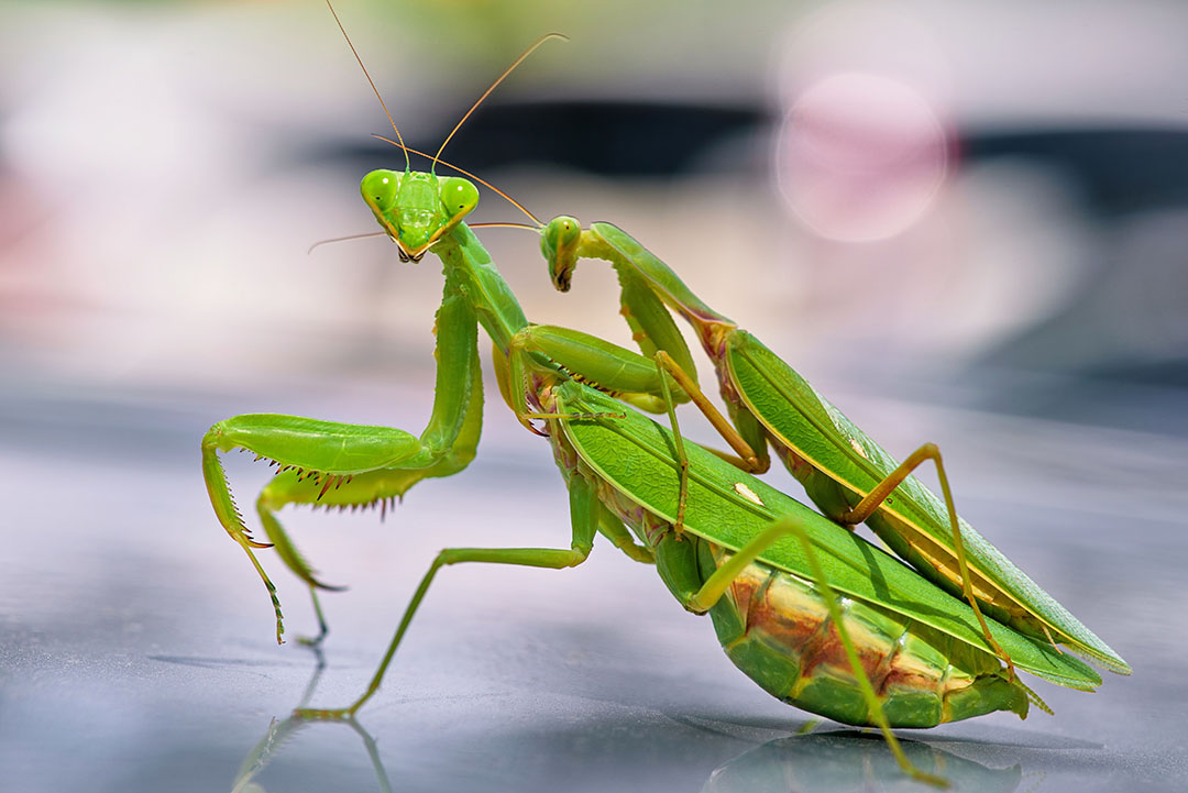 Mante religieuse sur une branche