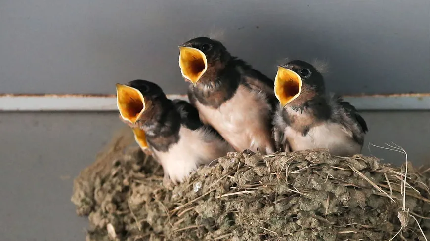 Hirondelle capturant un insecte en vol