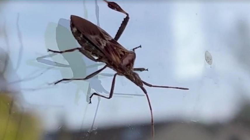 Capture sécurisée d'une punaise