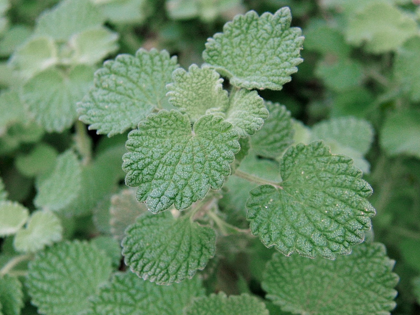 Infusion de marrube dans une tasse en c&eacute;ramique