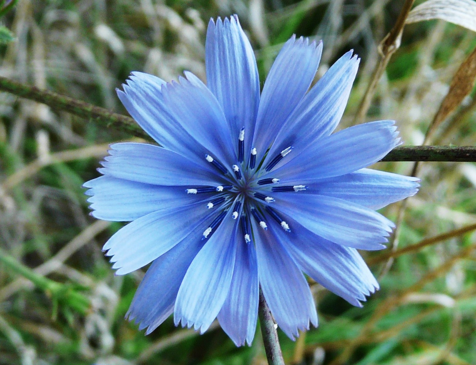 Chicorée sauvage aux fleurs bleues délicates