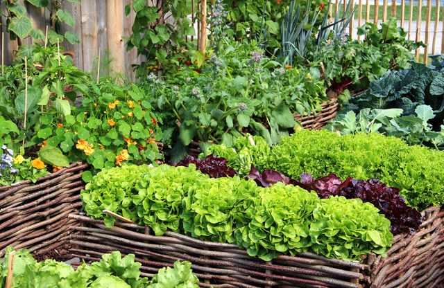 Personne pulv&eacute;risant un traitement naturel sur des plantes d'un potager