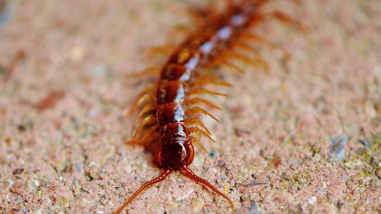Schéma montrant des méthodes naturelles pour éloigner les mille-pattes