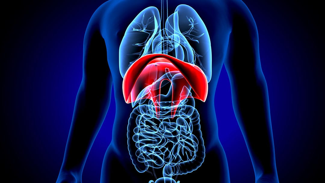 Schéma du diaphragme humain