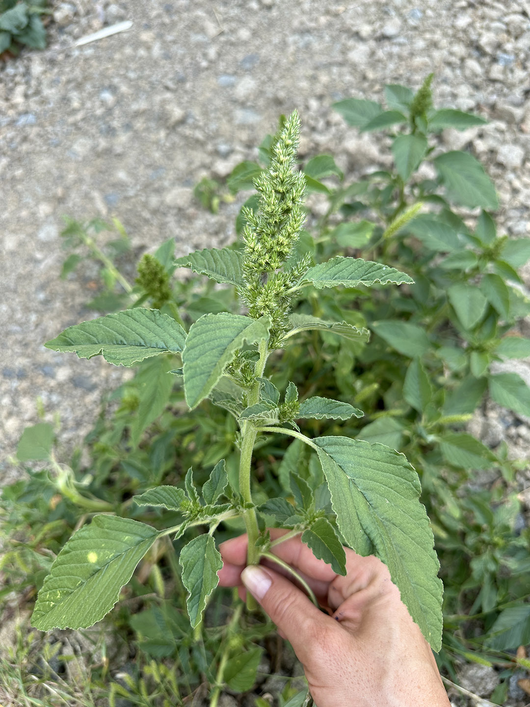 Personne cueillant de l'amarante dans un jardin