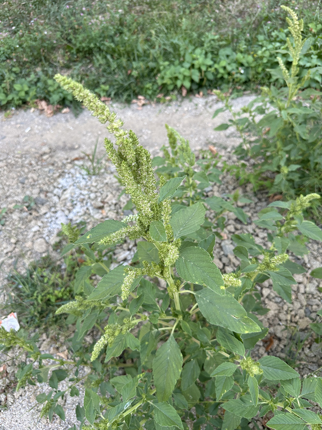 Feuilles d'amarante fraîchement cueillies