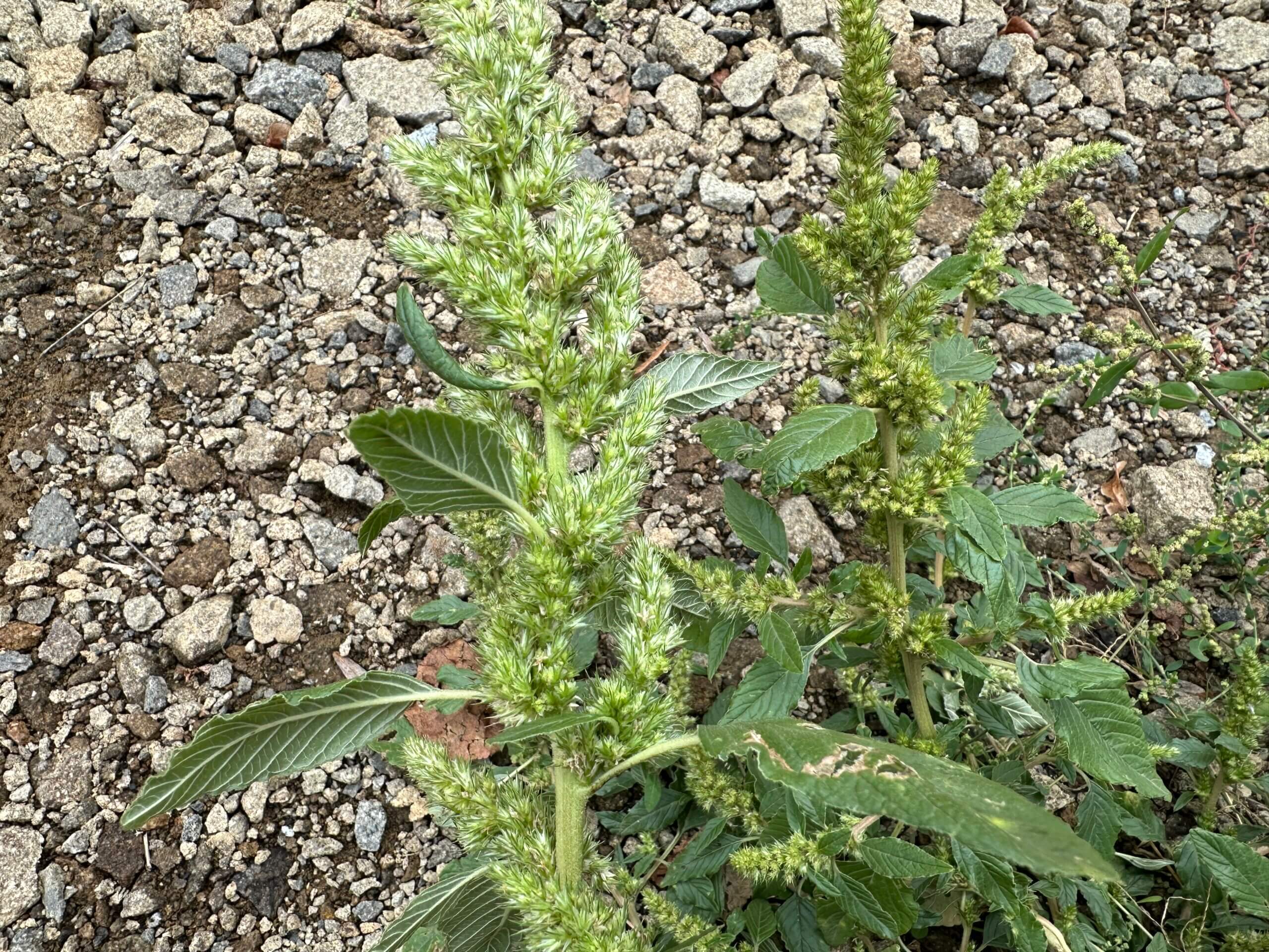 Feuilles vertes d'amarante dans un jardin