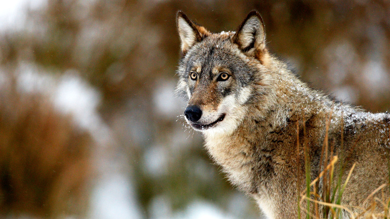 Loup observant la tombe avec respect avant de partir