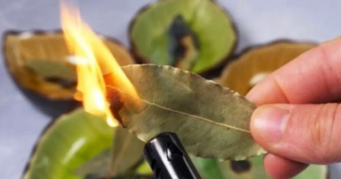 Feuille de laurier brûlée dans une soucoupe