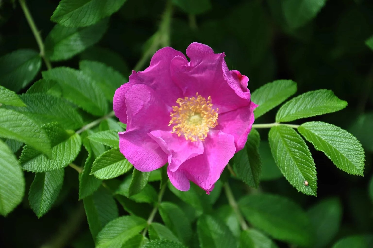 Rose sauvage ou églantier en pleine floraison