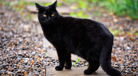 Chat noir marchant sur un rebord de fen&ecirc;tre, pr&ecirc;t &agrave; entrer dans une maison
