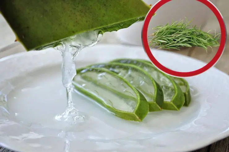 Gel d'aloe vera et branches de romarin frais