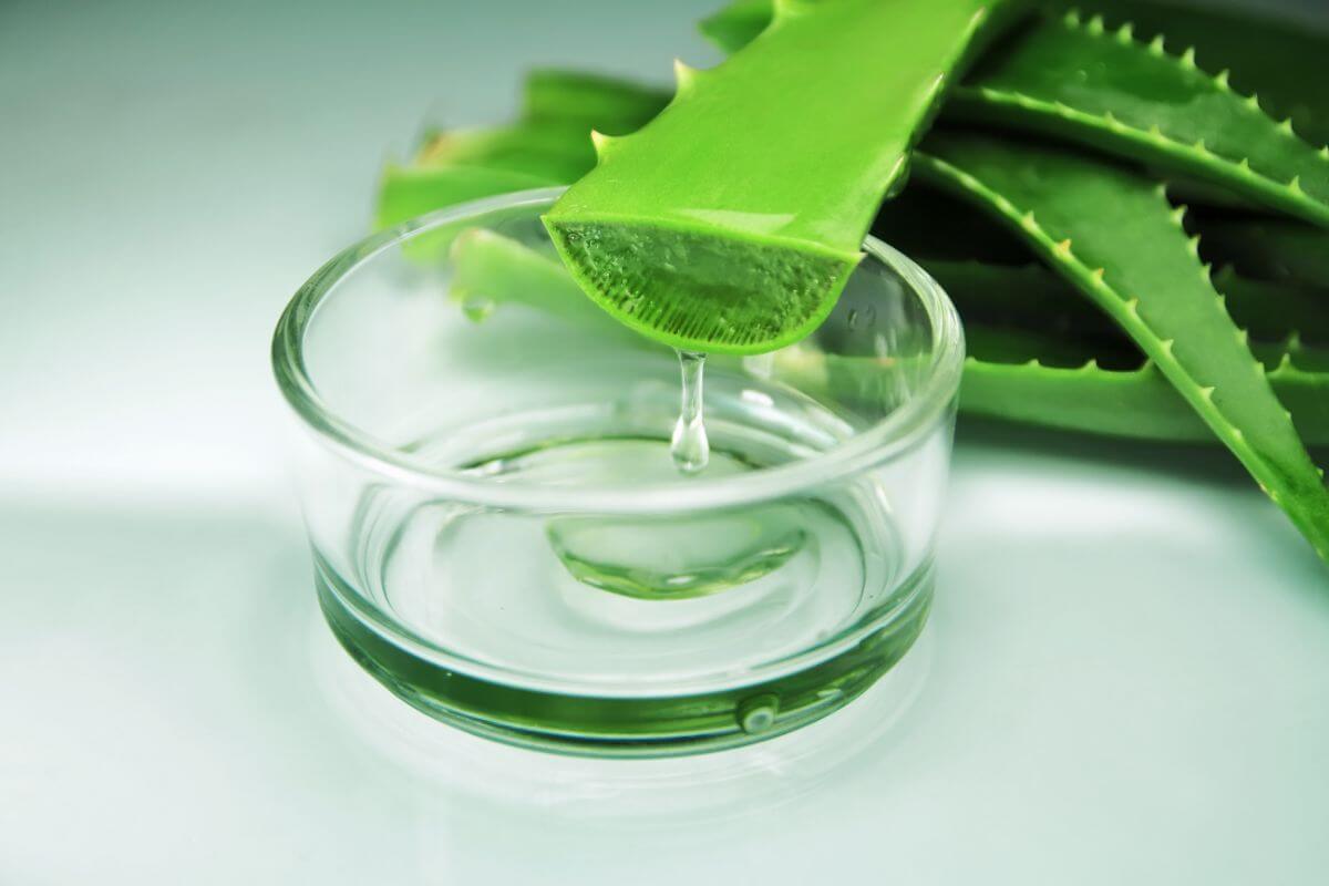 Feuille d'aloe vera coupée