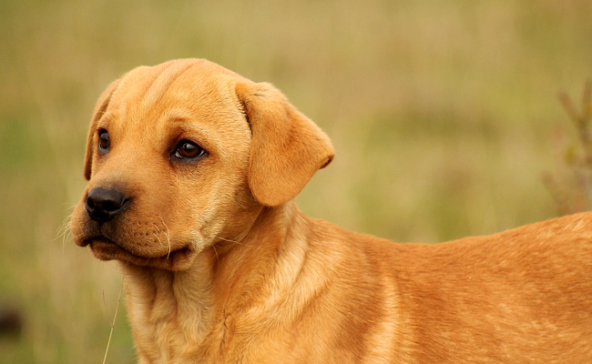 Chien et enfant partageant un moment intense