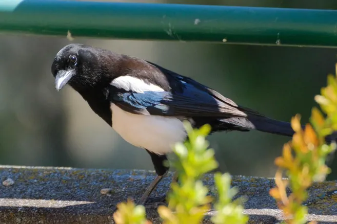 Une pie observant depuis l'int&eacute;rieur d'une maison, pr&egrave;s d'une fen&ecirc;tre