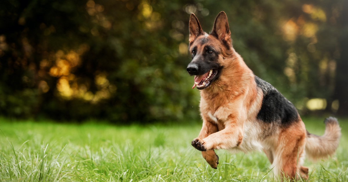 Luna, berger allemand héroïque