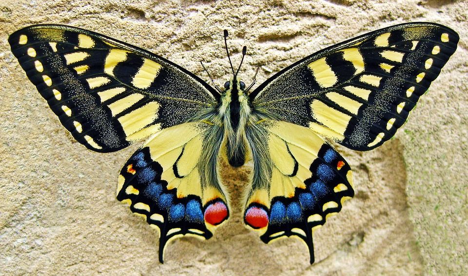 Papillon posé sur une fleur, symbole de paix intérieure