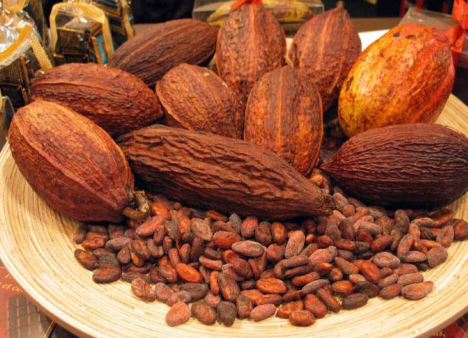 Fèves de cacao cru