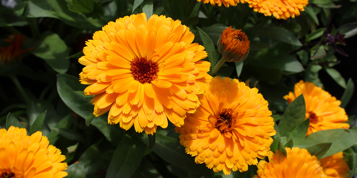 Fleur de souci jaune orangé, symbolique de la lumière et de la chaleur
