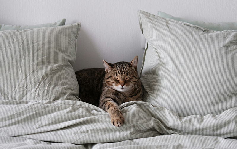 Chat endormi contre son propri&eacute;taire dans un lit